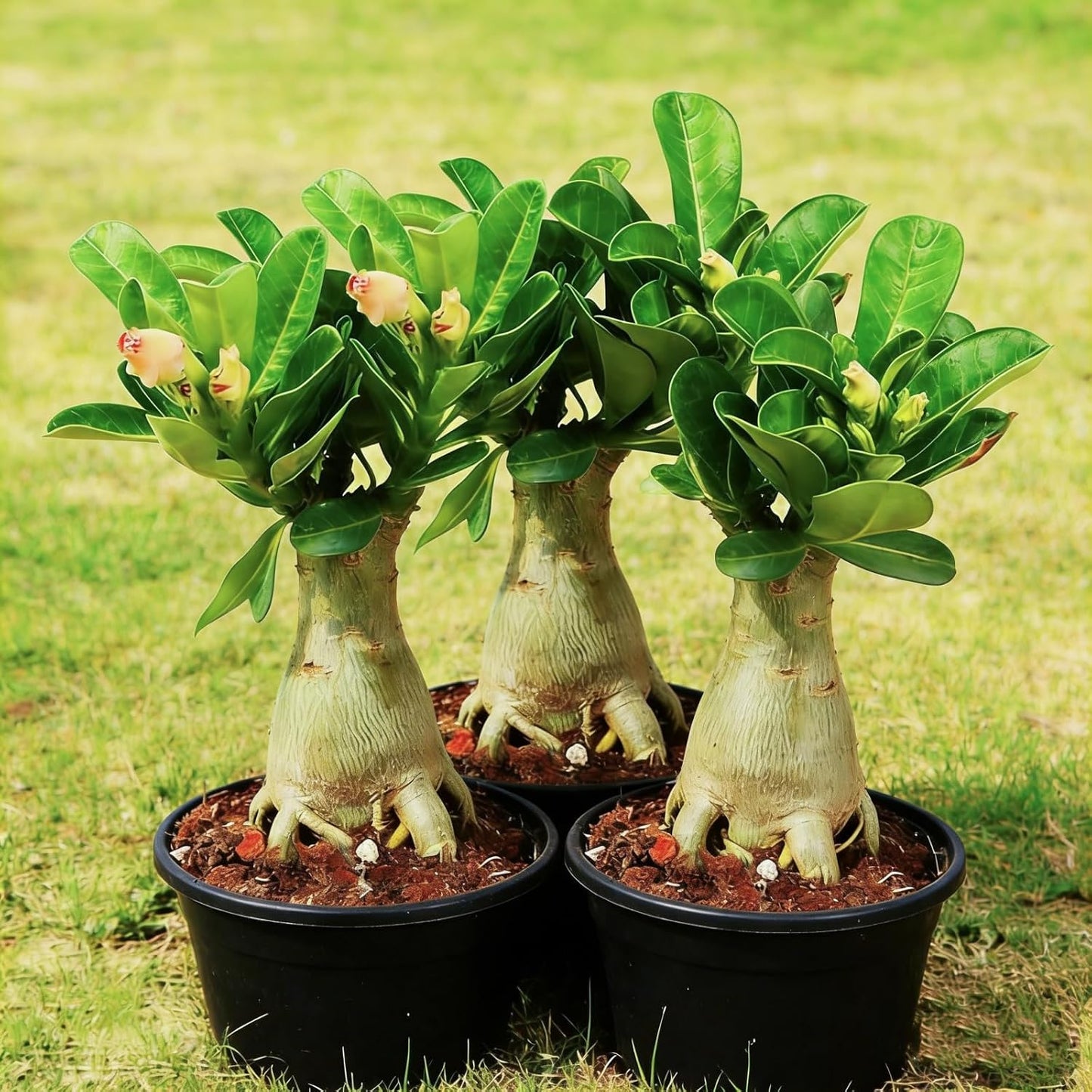 25pcs Fast Growing Ruffled Petal Flowers with Desert Rose Seeds for Garden Planting