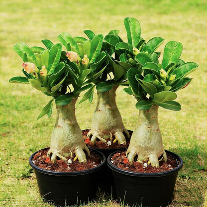 25pcs Fast Growing Ruffled Petal Flowers with Desert Rose Seeds for Garden Planting