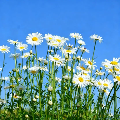 200Pcs Daisy Flower Seeds for Planting Perennial Flower Plants, Non-GMO Heirloom Seed for Outdoors Garden