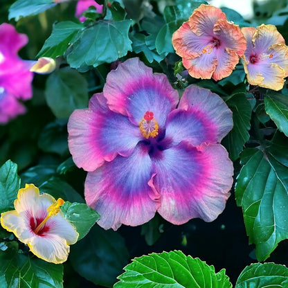 100pcs Mix Colors Giant Hibiscus Seeds - Non-GMO Heirloom Variety - Vibrant Blooms for Your Flourishing Garden