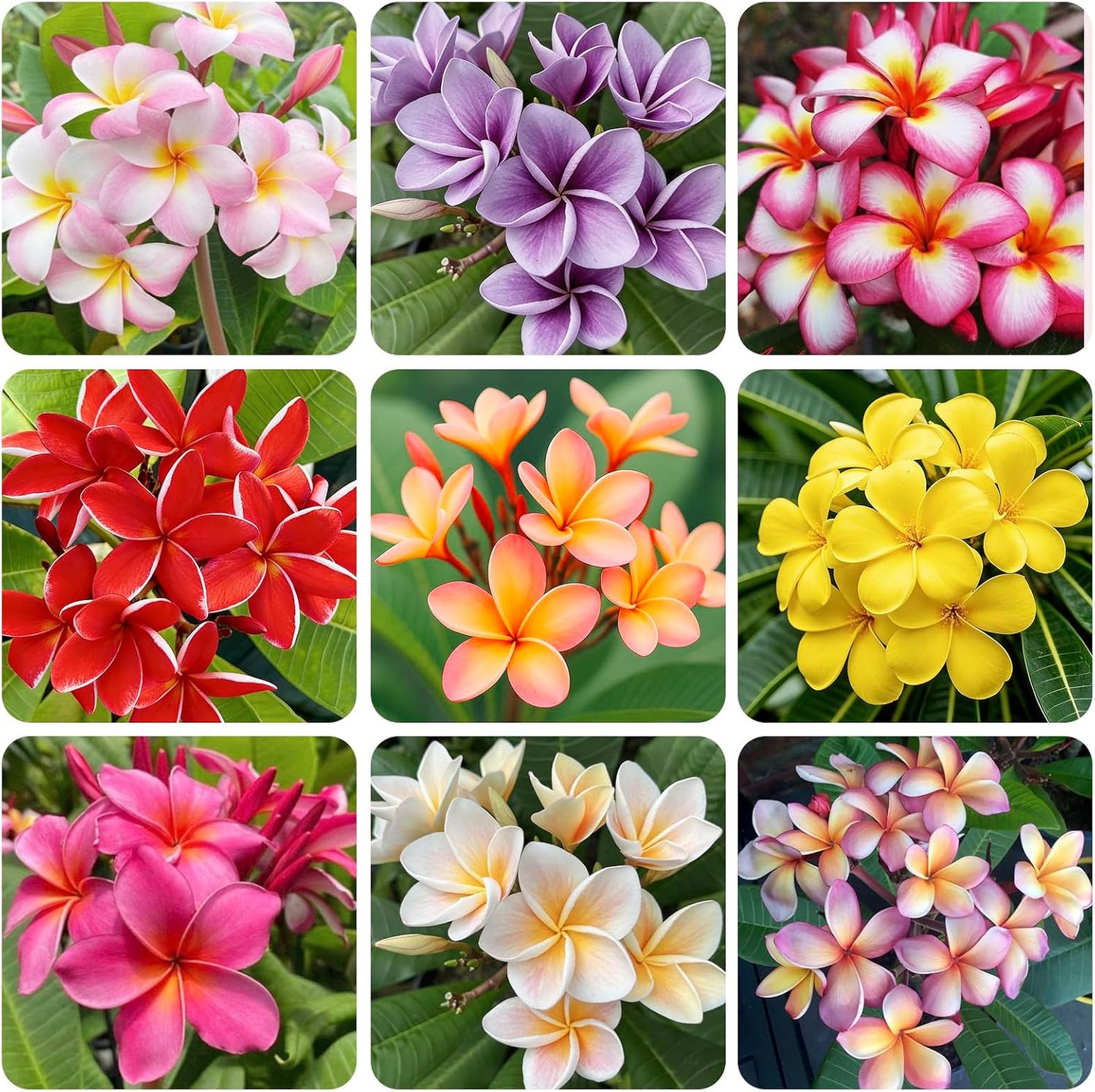 100pcs Mix Plumeria Seeds for Planting in Home Garden - Non-GMO Seeds
