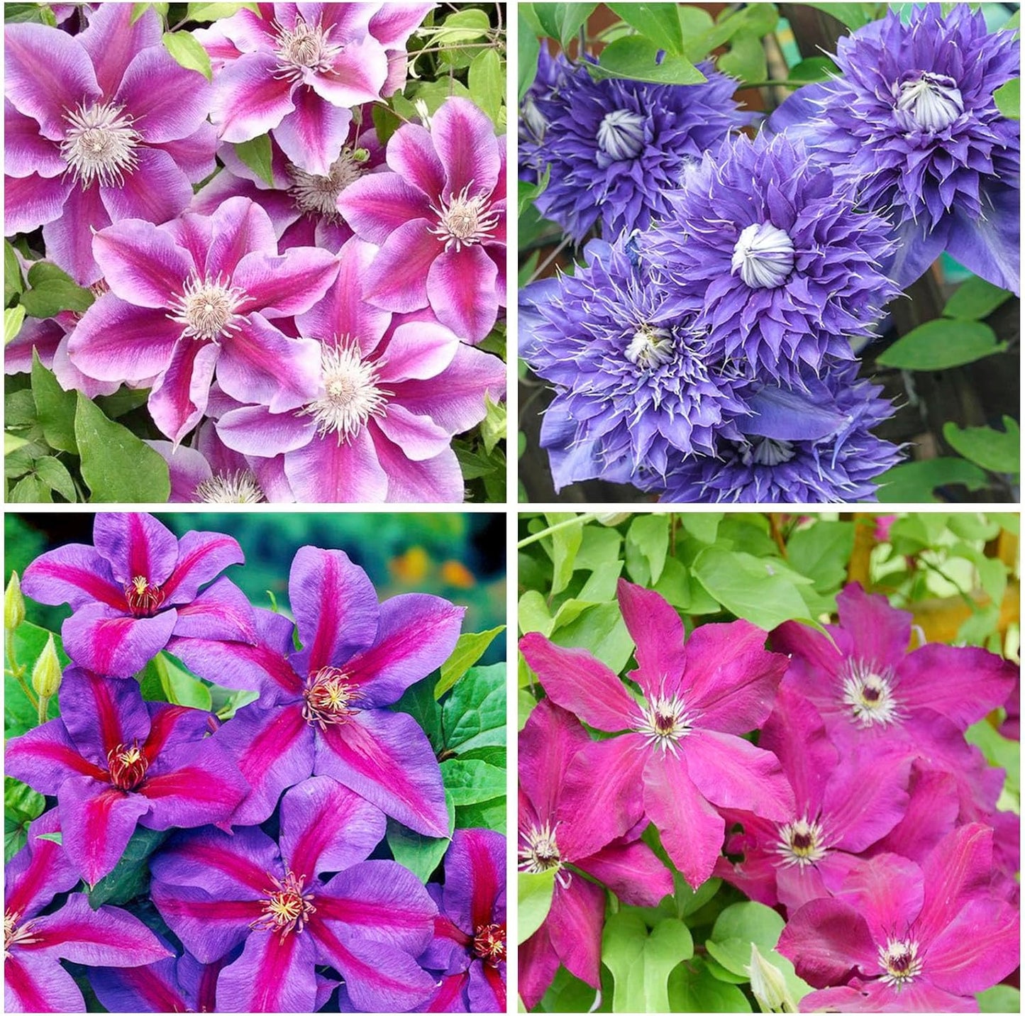 100 Mix Clematis Vine Seeds for Planting - Non-GMO Heirloom Plant Seeds