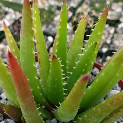 200pcs Aloe Vera Seeds Simple to Grow add minimalist elegant ornamental charm to home, patio and garden decorative spaces