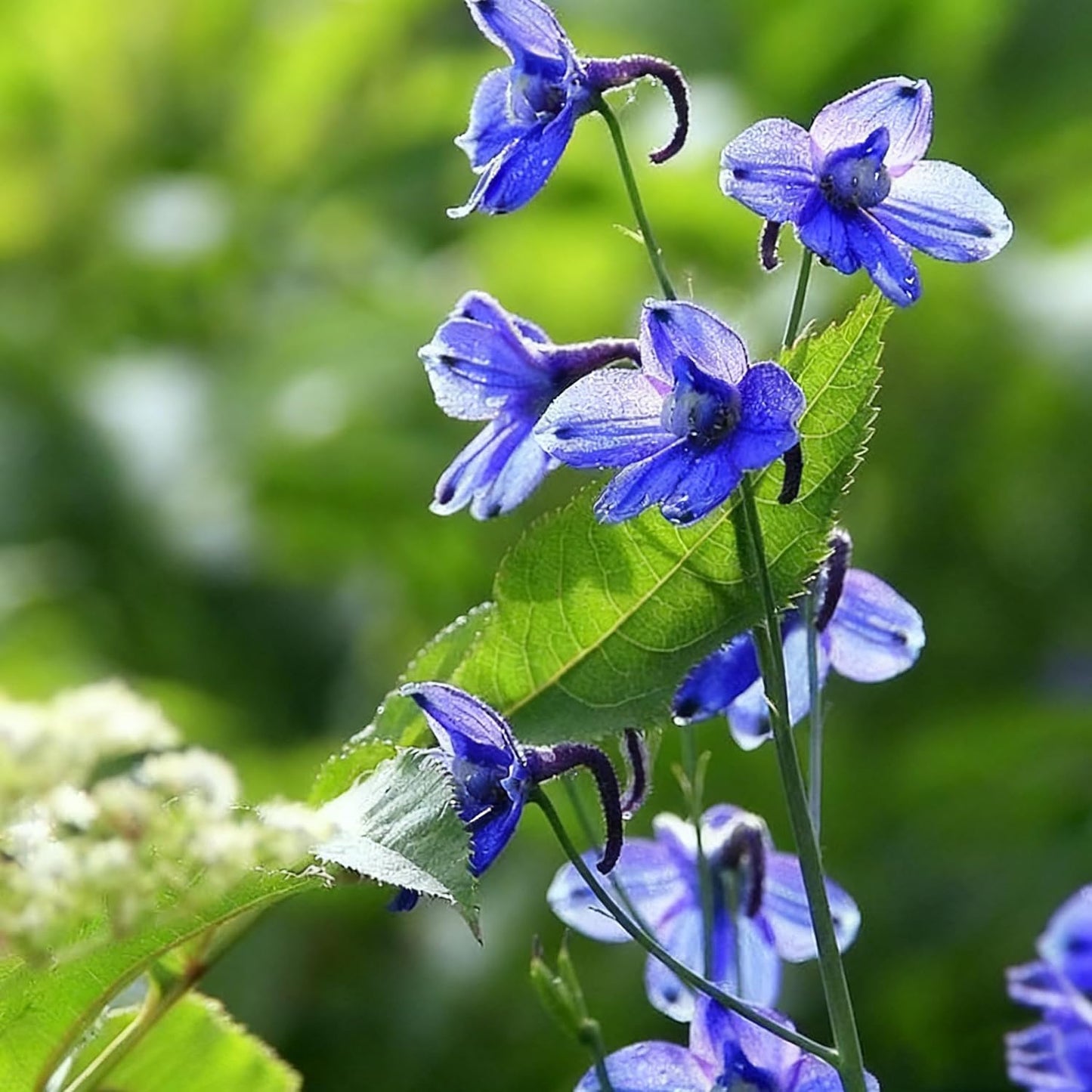 Tall Larkspur Seeds for Planting, 200 Mixed Larkspur Delphinium Seeds, Perennial Flower Plants, Non-GMO Heirloom Larkspur Seed for Home Garden