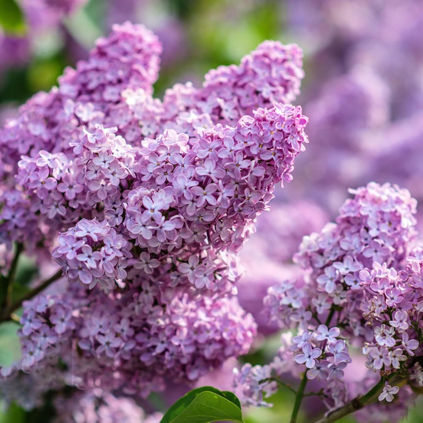 46Pcs Lilac Seeds Easy To Grow Perfect For Adding Soft Foliage To Structural Yard Elements