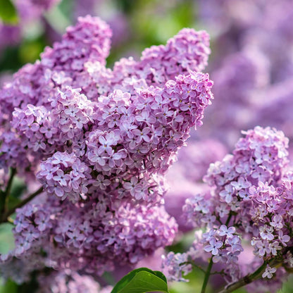 46Pcs Lilac Seeds Easy To Grow Perfect For Adding Soft Foliage To Structural Yard Elements