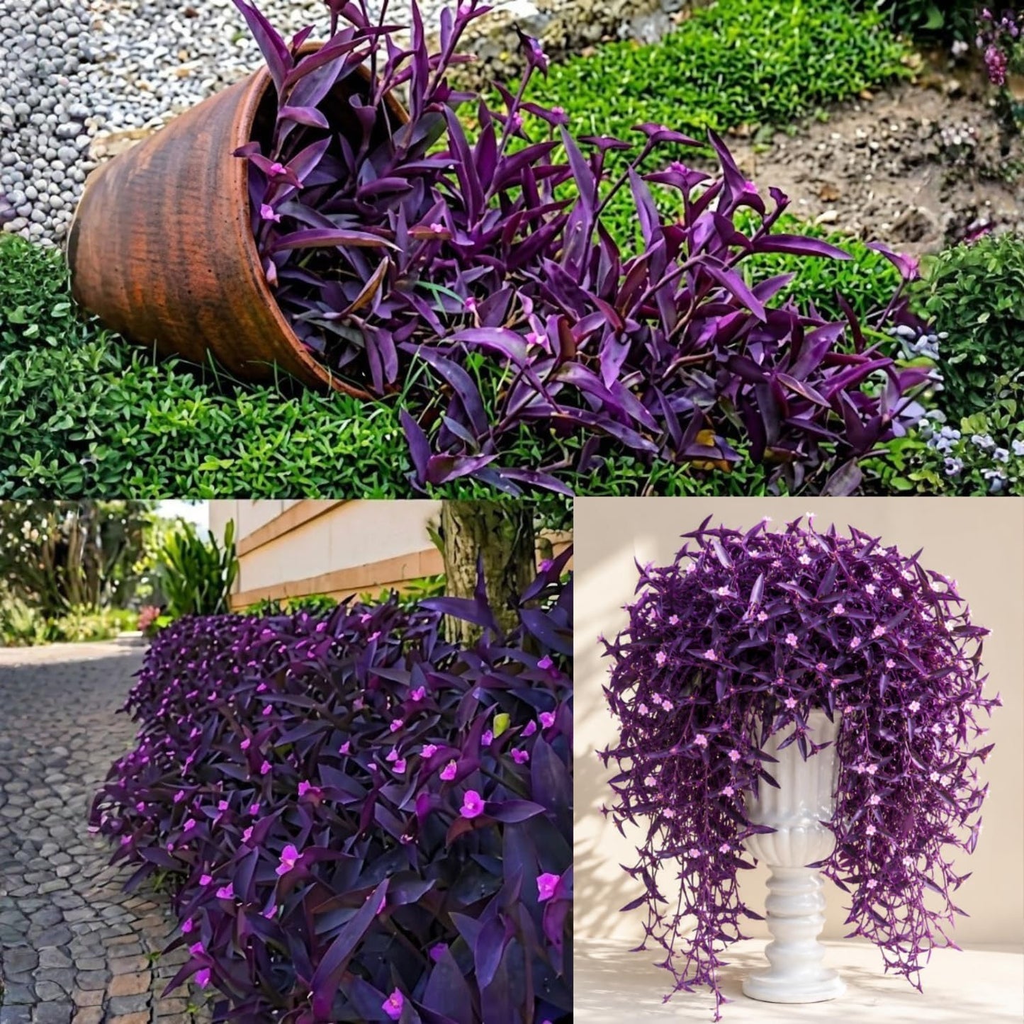 100pcs Low Maintenance Foliage Seeds Wandering Jew Seeds For Home And Patio Gardens Simple To Cultivate