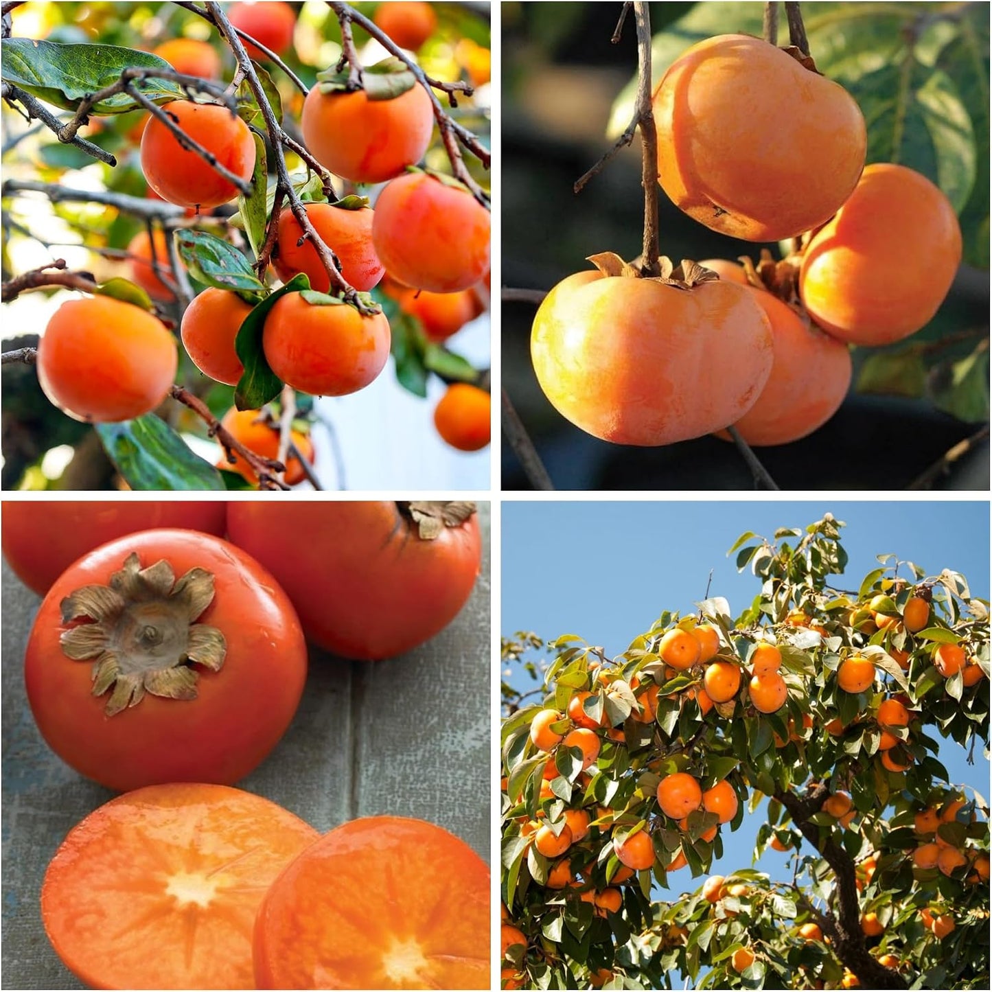 47Pcs Ideal for home planting Persimmon Seeds require no complex pruning or professional landscape layout techniques
