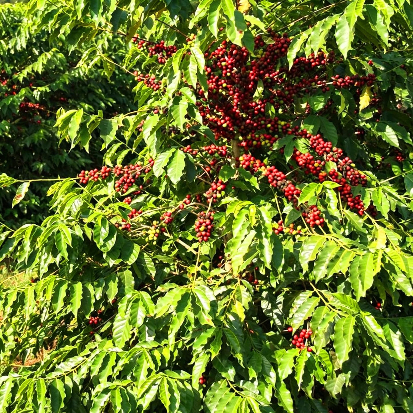 30Pcs Coffee Bean Trees Seeds for Planting Perennial Coffee Seeds Plants, Non-GMO Heirloom Premium Beauty Flowers Plants for Home Garden Outdoors