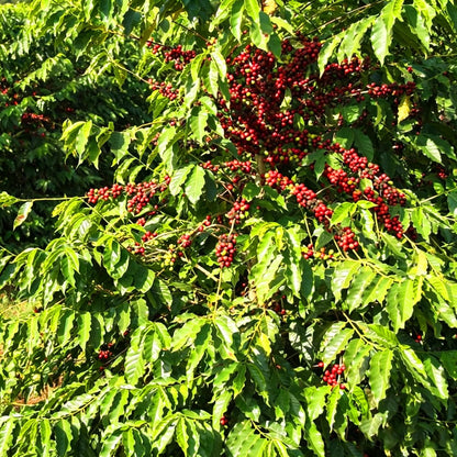 30Pcs Coffee Bean Trees Seeds for Planting Perennial Coffee Seeds Plants, Non-GMO Heirloom Premium Beauty Flowers Plants for Home Garden Outdoors