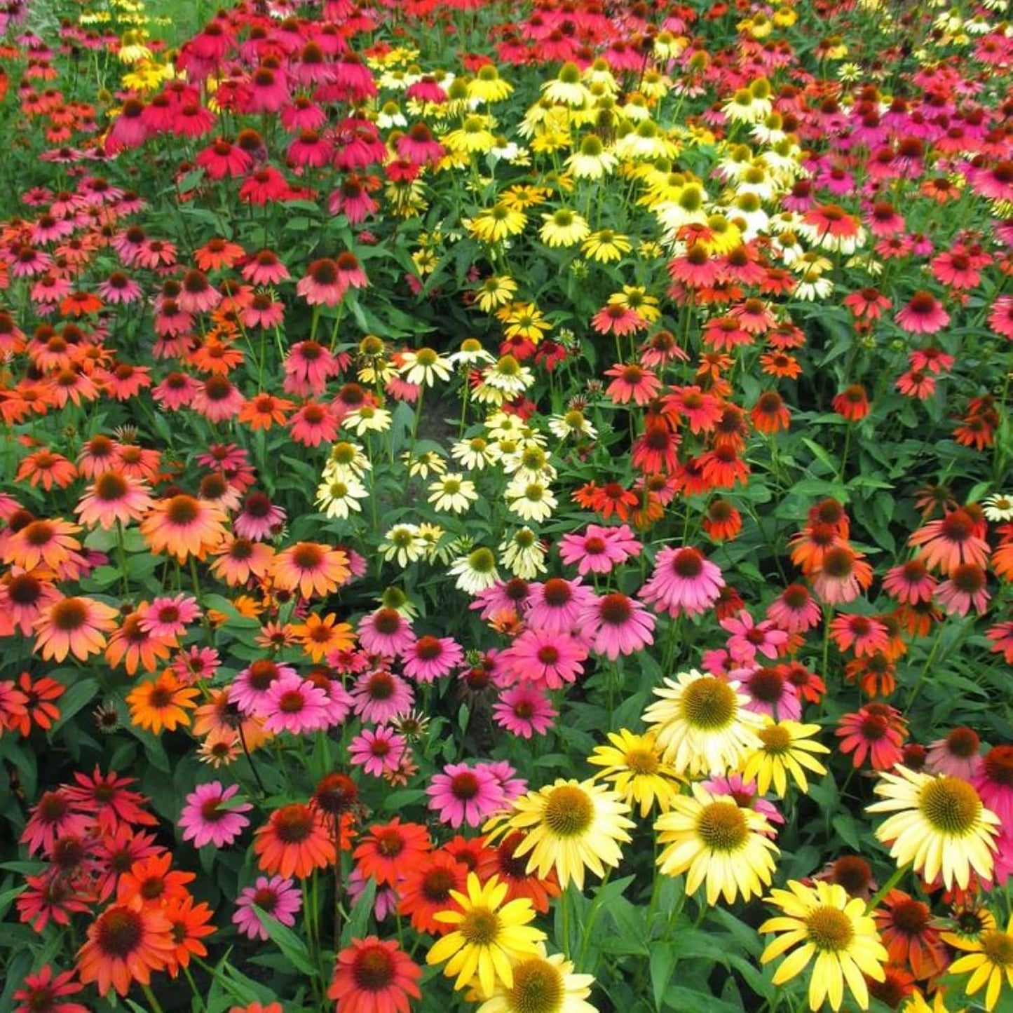 198Pcs Coneflower Seeds add prominent vertical layering to flat open yard landscapes