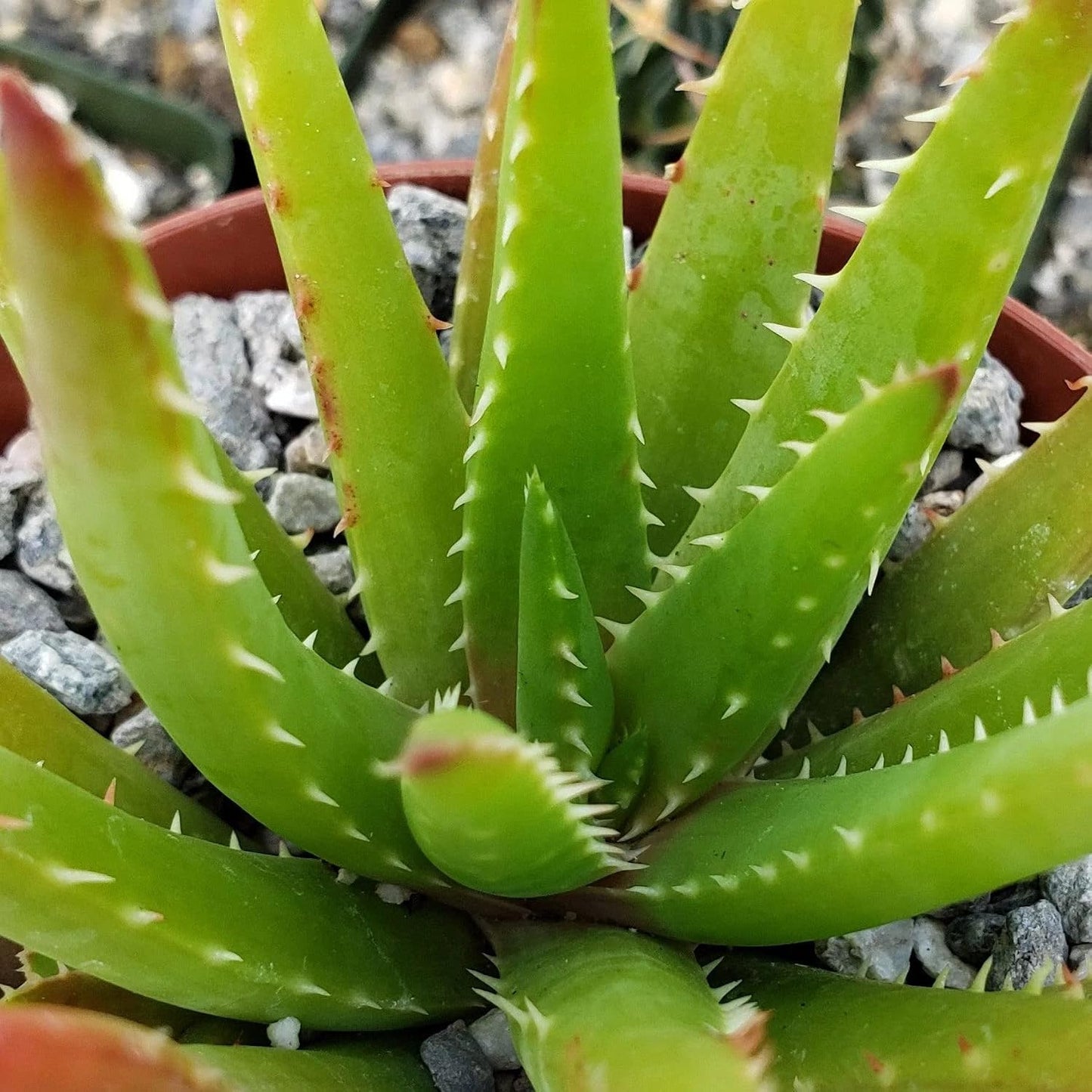 200pcs Aloe Vera Seeds Simple to Grow add minimalist elegant ornamental charm to home, patio and garden decorative spaces