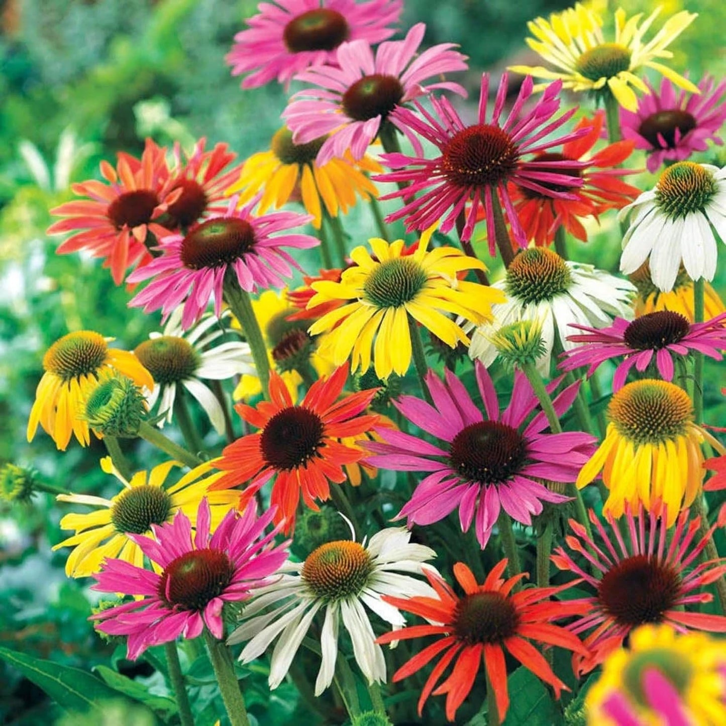 198Pcs Coneflower Seeds add prominent vertical layering to flat open yard landscapes