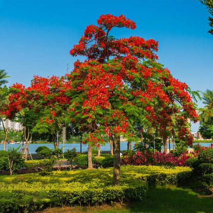 20Pcs Royal Poinciana Tree Seeds, Delonix Regia Bonsai Tree Seeds, Exotic Ornamental Tree Seed for Garden, Landscaping & Bonsai Growing