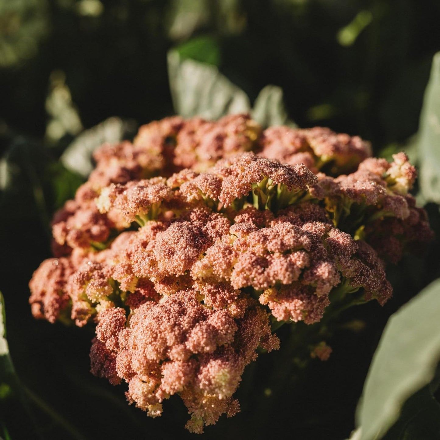 Purple Cauliflower - 200 Seeds - Rare Purple Cauliflower Variety, Non-GMO, Heirloom Cauliflower Seeds for Planting in The Home Garden