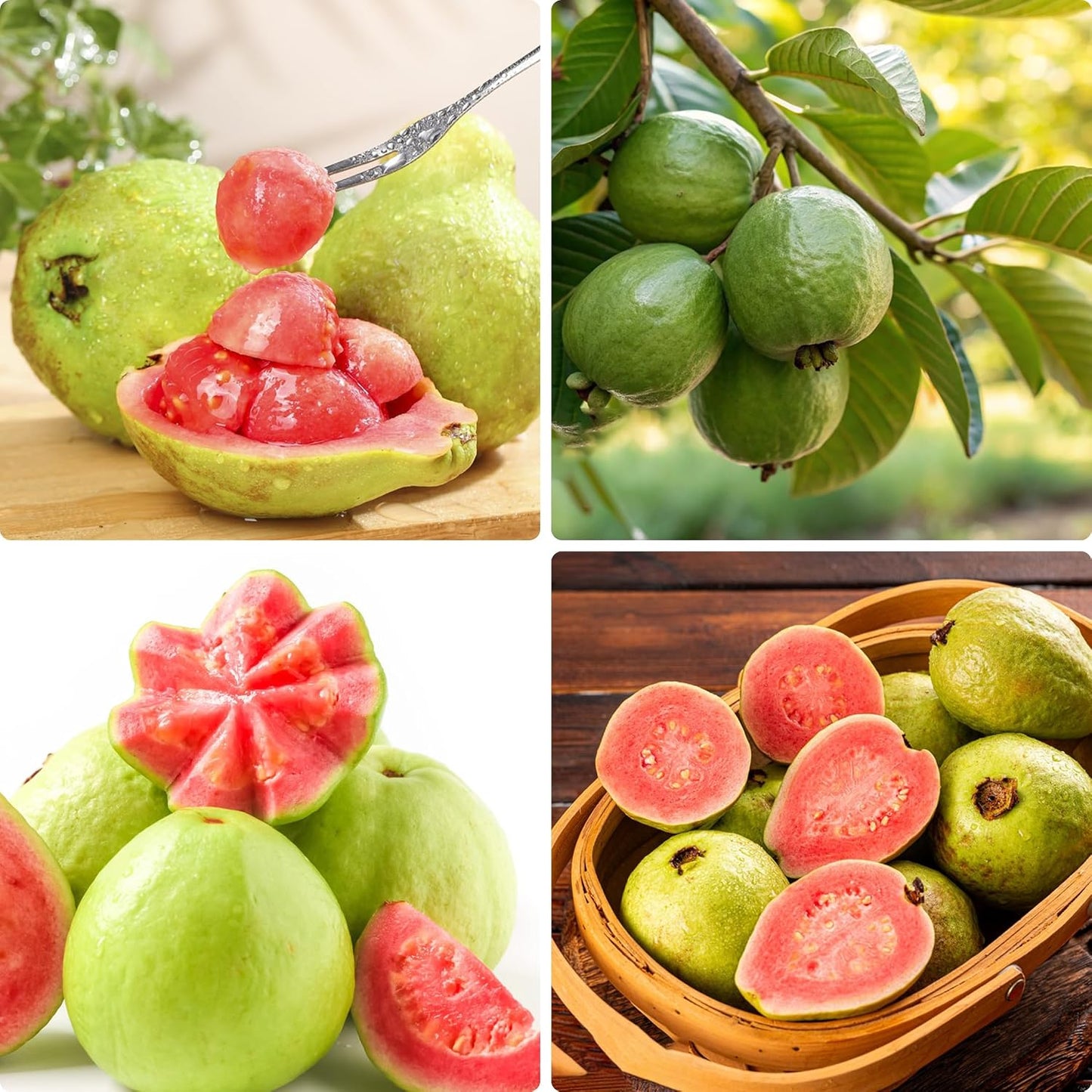 93Pcs Guava Seeds Made for home planting create full bushy ornamental accents across courtyard and garden areas