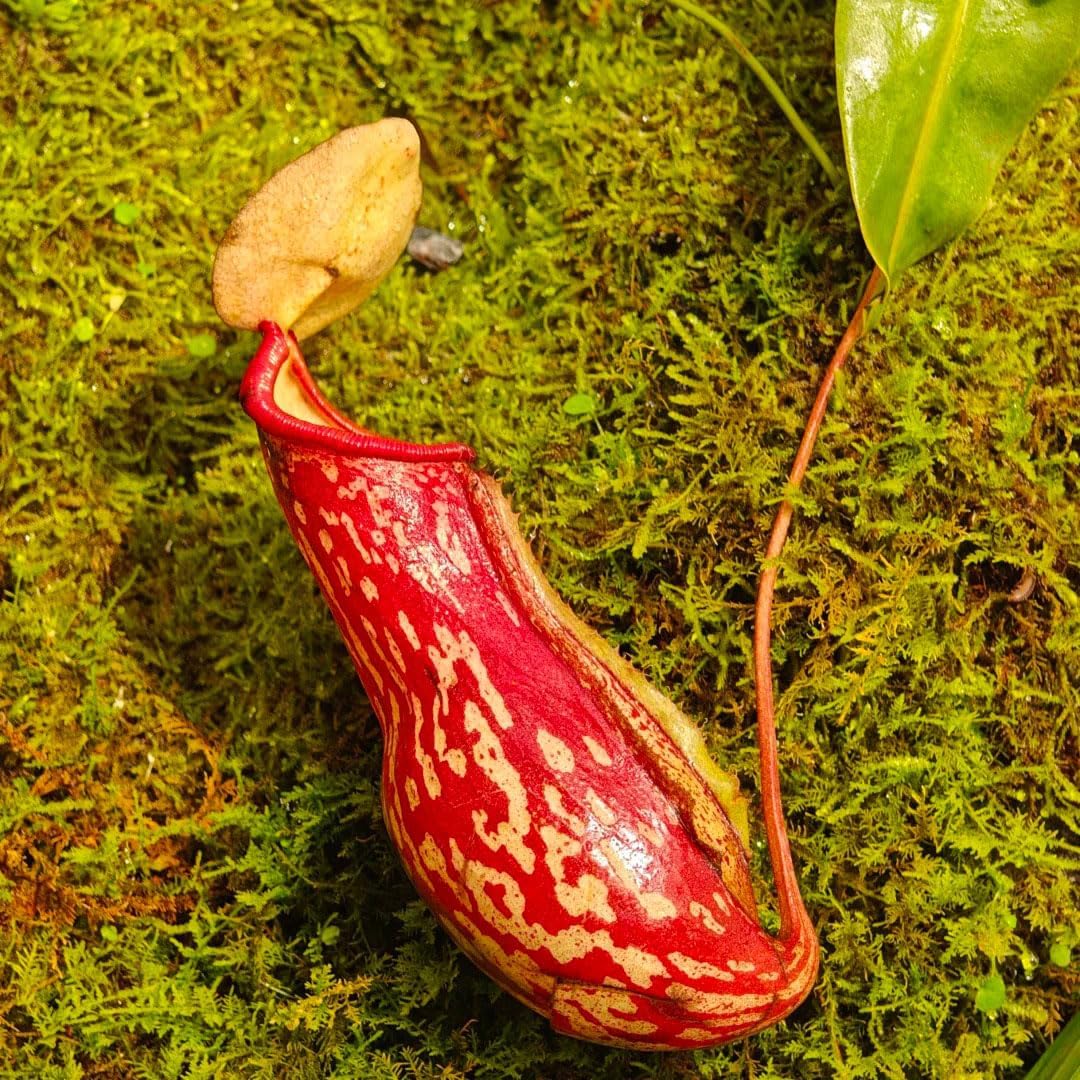 250Pcs Venus-Fly-Trap Seeds Easy To Grow Ideal For Hobbyists Who Enjoy Cultivating Rare Looking Botanical Specimens
