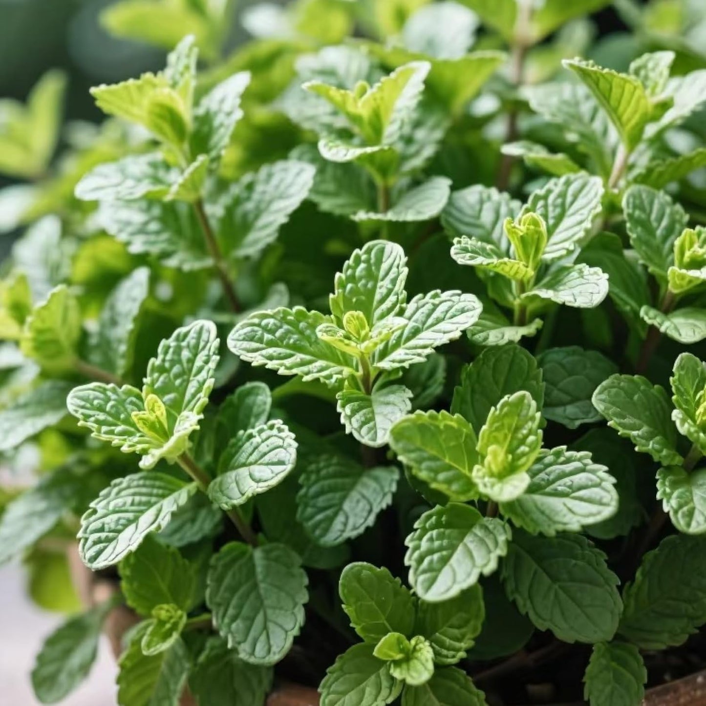 450Pcs Mint Seeds Fresh Green Herb for Kitchen Garden & Container Planting, Fast-Growing Variety