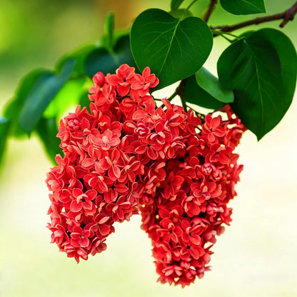 46Pcs Lilac Seeds Easy To Grow Perfect For Adding Soft Foliage To Structural Yard Elements