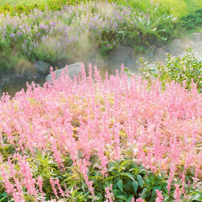 1000pcs Mixed Lavender Seeds for Planting, Non-GMO Heirloom Lavender Perennial Flower Seeds Plants, Open Pollinated Beauty Home Garden Flowers in Outdoors Indoors