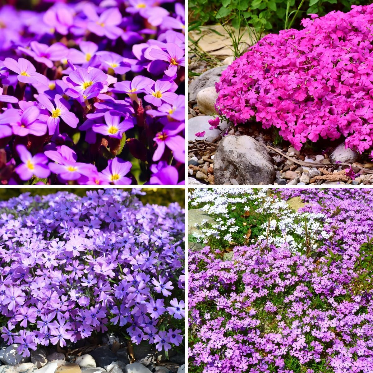 500pcs Creeping Phlox Seeds Simple to Grow add soft textured ornamental charm to rocky slopes and garden landscape spaces