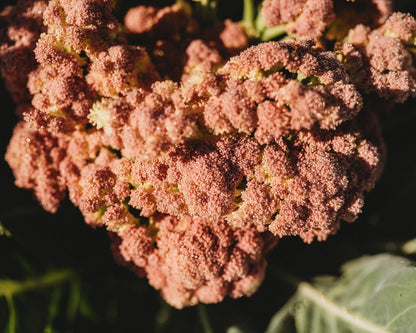 Purple Cauliflower - 200 Seeds - Rare Purple Cauliflower Variety, Non-GMO, Heirloom Cauliflower Seeds for Planting in The Home Garden