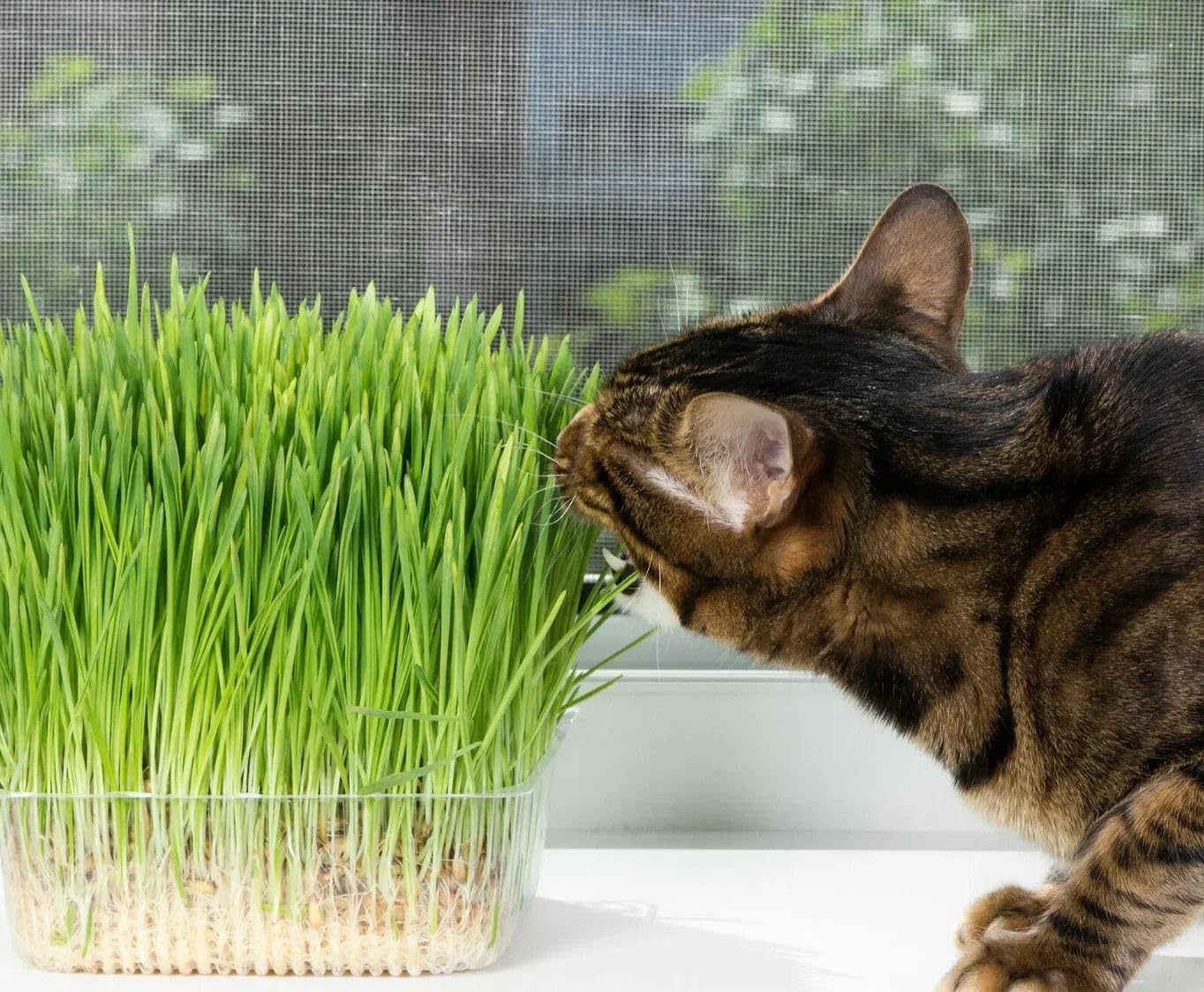 100Pcs Cat Grass Seeds Designed for planting feature upright soft foliage habit for neat indoor container arrangement and pet space matching