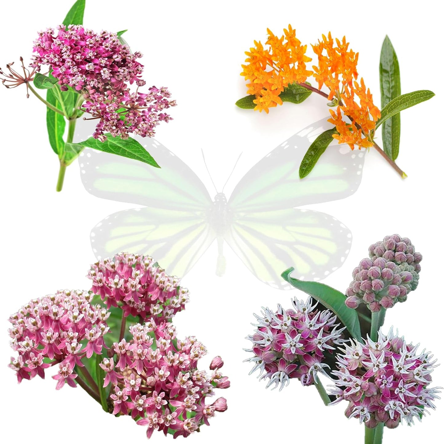 200Pcs Milkweed Seeds Made for home planting create tall graceful focal points along yard perimeters and open garden spaces