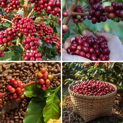 Coffea Seeds for Planting 24Pcs Coffee Bean Garden Seeds, Perennial Plants, Non-GMO Heirloom Coffea Seed for Outdoor Garden
