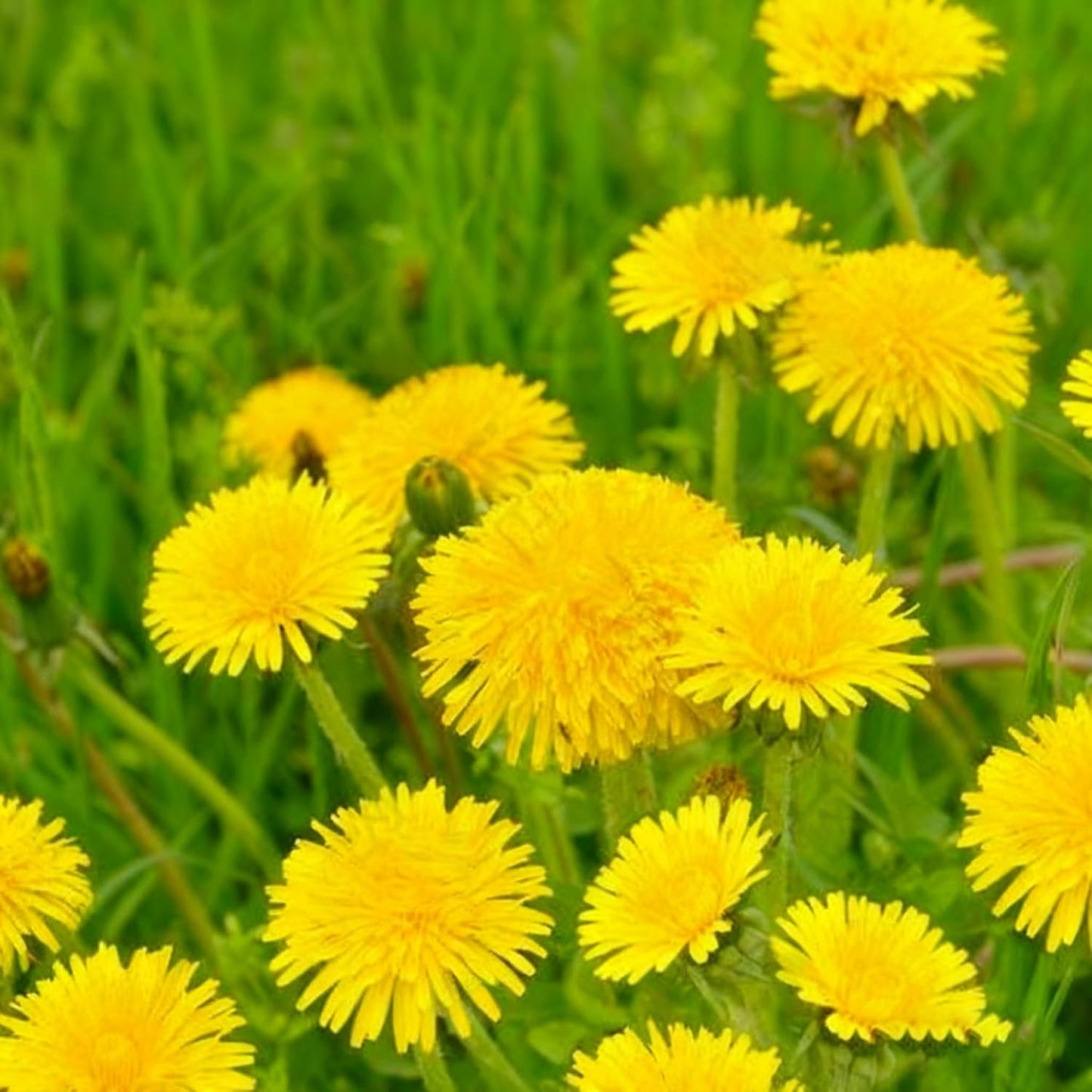1000 Dandelion Flower Seeds for Planting, Perennial Wild Taraxacum Officinale Garden Flower Seed, Non-GMO Dandelion Seeds for Home Garden Outdoor