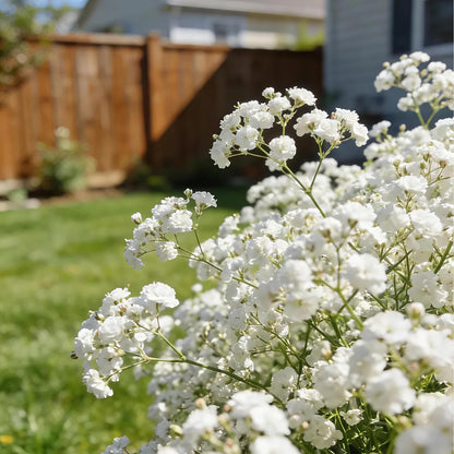 100 White Baby's Breath Seeds for Planting - Gypsophila Elegans White Flower Seeds, Non-GMO Heirloom Annual for Cutting Gardens, DIY Wedding Bouquets, and Indoor/Outdoor Home Decor
