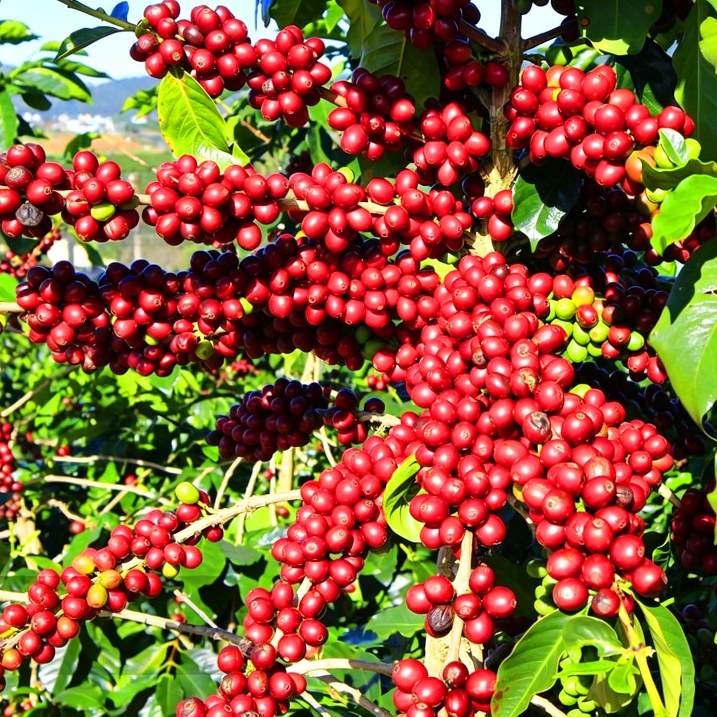 30Pcs Coffee Bean Trees Seeds for Planting Perennial Coffee Seeds Plants, Non-GMO Heirloom Premium Beauty Flowers Plants for Home Garden Outdoors
