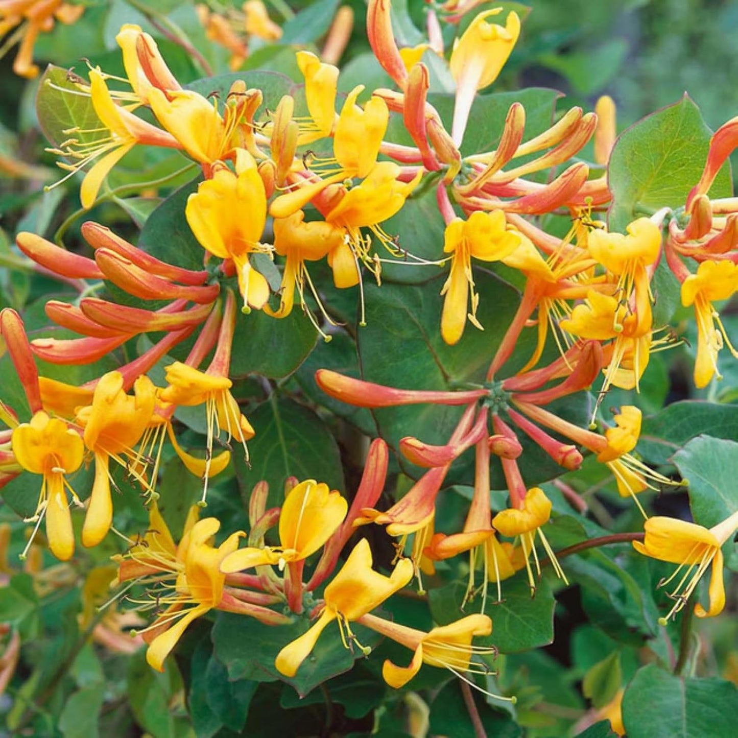 100Pcs Honeysuckle Seeds Perennial Climbing Flower Seeds Hardy Perennial Plant Seeds for Garden