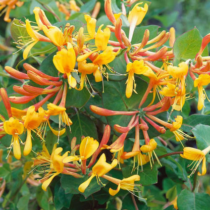 100Pcs Honeysuckle Seeds Perennial Climbing Flower Seeds Hardy Perennial Plant Seeds for Garden