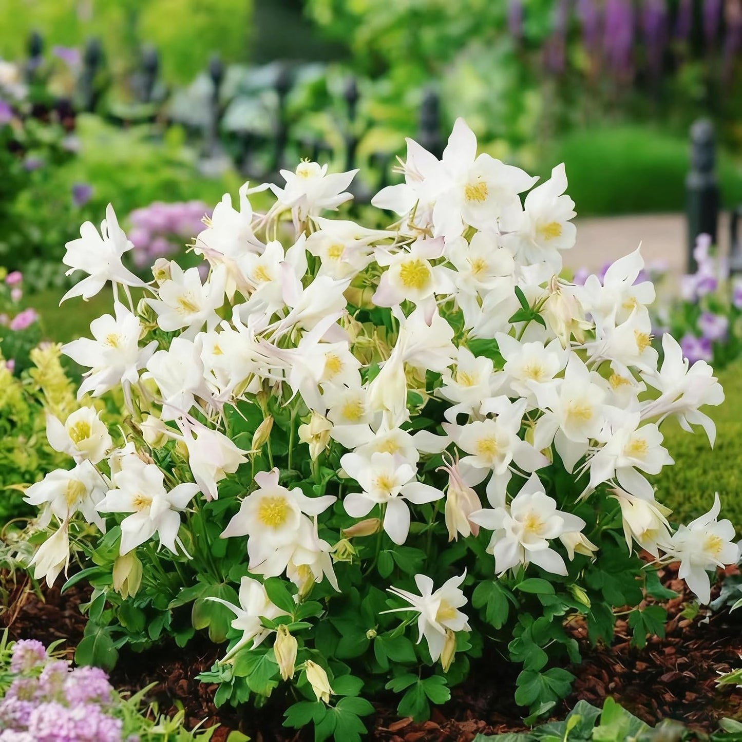 200pcs Columbine Flower Seeds for Planting, Perennial Flower Plants, Non-GMO Heirloom Aquilegia Seed for Bonsai Decoration, Home Garden
