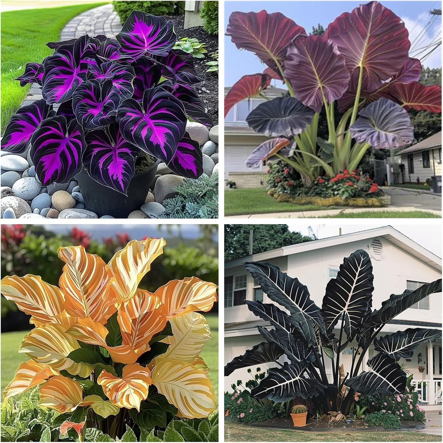 100Pcs Elephant Ear Seeds Suitable for casual planting feature strong natural vitality for fast large foliage garden establishment