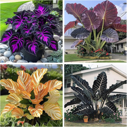 100Pcs Elephant Ear Seeds Suitable for casual planting feature strong natural vitality for fast large foliage garden establishment