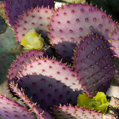 100pcs Purple Prickly Pear Cactus Seeds, Fast-Growing Succulent, Cold-Hardy, Indoor & Outdoor Decorative Plant