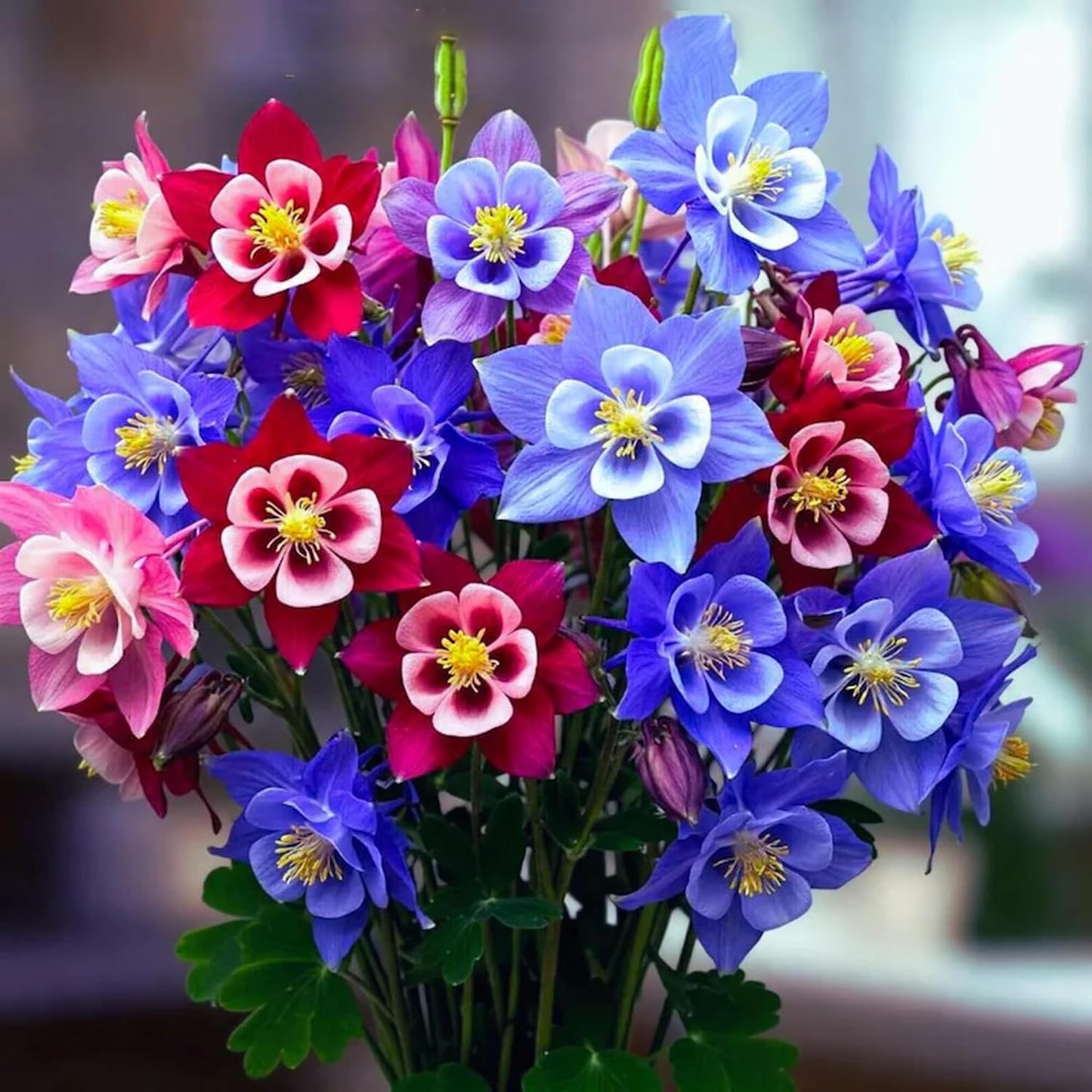 200pcs Columbine Flower Seeds for Planting, Perennial Flower Plants, Non-GMO Heirloom Aquilegia Seed for Bonsai Decoration, Home Garden