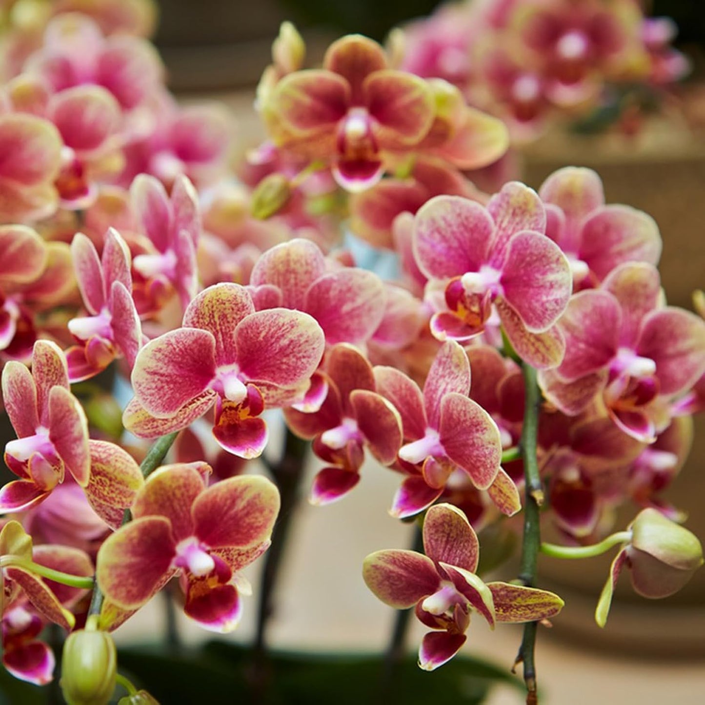 100Pcs Orchid Seeds for planting in indoor corners and shaded outdoor decorative spaces