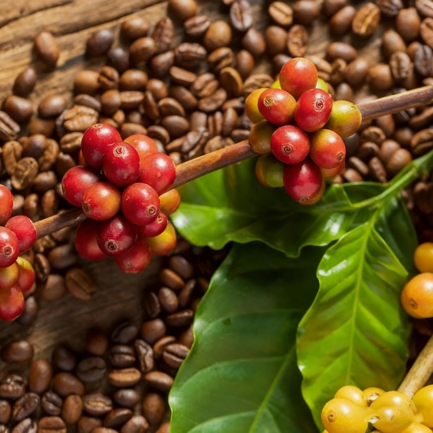 Coffea Seeds for Planting 24Pcs Coffee Bean Garden Seeds, Perennial Plants, Non-GMO Heirloom Coffea Seed for Outdoor Garden