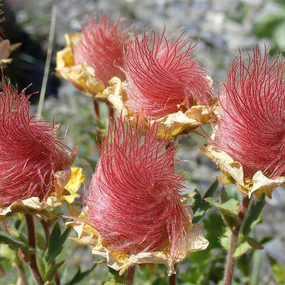 100Pcs Suitable for novice planting Prairie Smoke Seeds blend harmoniously with wildflower mixes and rocky landscape plant groupings