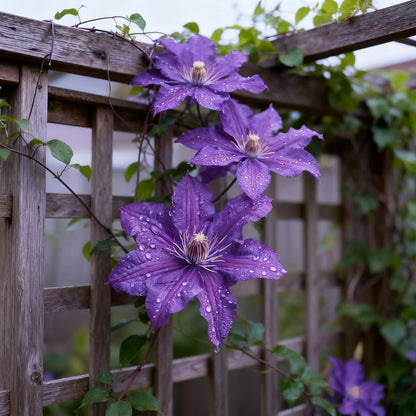 100 Clematis Seeds for Planting, Climbing Clematis Vine Non-GMO Seed, Perennial Flower Seed for Outdoor Home Garden