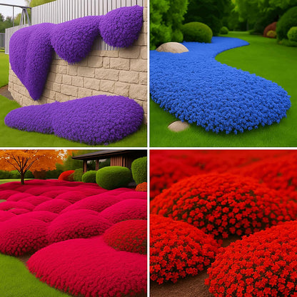 500Pcs Mix Creeping Thyme Seeds, Ground Cover for Lawns & Gardens