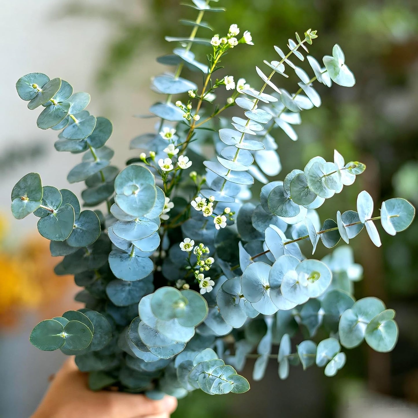 100Pcs Eucalyptus Seeds Easy to Grow and Care for perfect for spacious outdoor yards and wide courtyard decorative layout