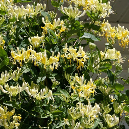 100Pcs Honeysuckle Seeds Perennial Climbing Flower Seeds Hardy Perennial Plant Seeds for Garden