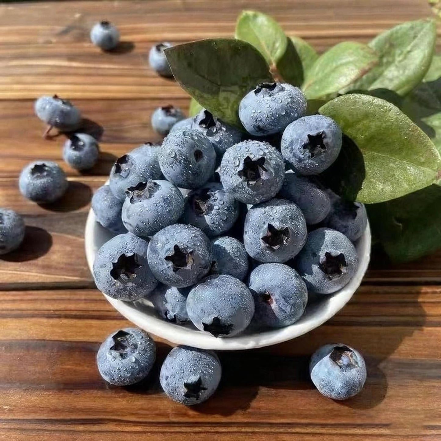 487Pcs Blueberry Seeds for Planting, Non-GMO Blueberry Seed, Fruit Tree Seeds, Heirloom Berry Seed for Gardens and Containers