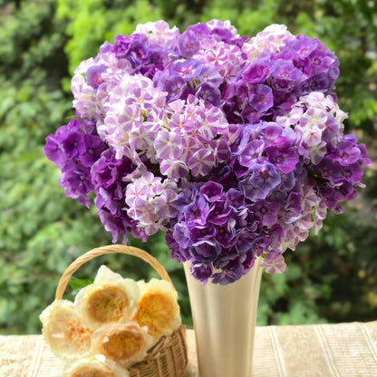500pcs Creeping Phlox Seeds for Planting,  Non-GMO Heirloom Dwarf Ground Cover Beauty Flowers Plants for Home Garden Outdoors