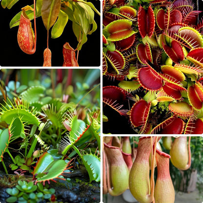250Pcs Venus-Fly-Trap Seeds Easy To Grow Ideal For Hobbyists Who Enjoy Cultivating Rare Looking Botanical Specimens