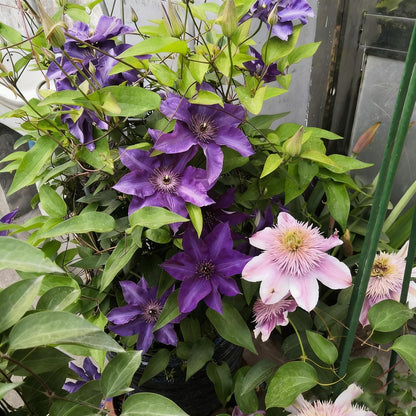 100 Mixed Clematis Seed, Bloom Climbing, Perennial Flower Plants, Non-GMO Heirloom Flower Seeds for Garden Home